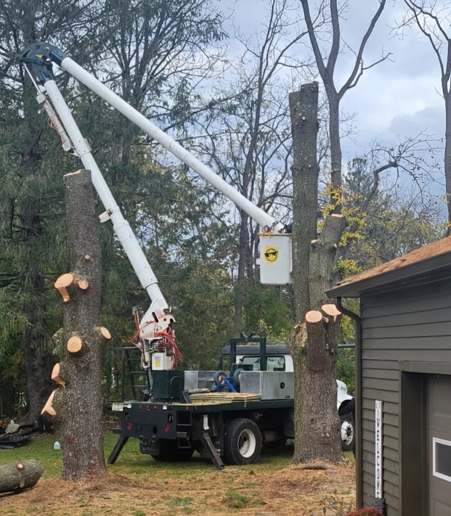 Storm Damage Tree Removal NJ | 24/7 Emergency Service | Sunshine Tree