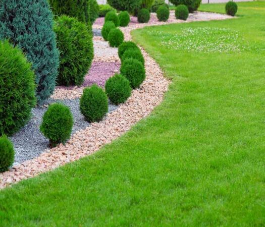 Landscape,bed,of,garden,with,wave,ornamental,growth,cypress,bushes