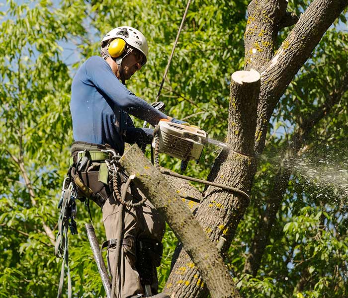 Tree Service, Landscaping, and Hardscaping in Frenchtown, NJ