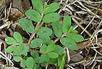 spotted-spurge